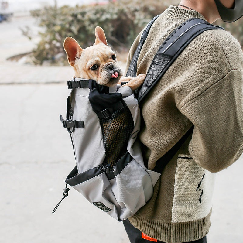 French Bulldog riding in a head-out mesh pet carrier backpack