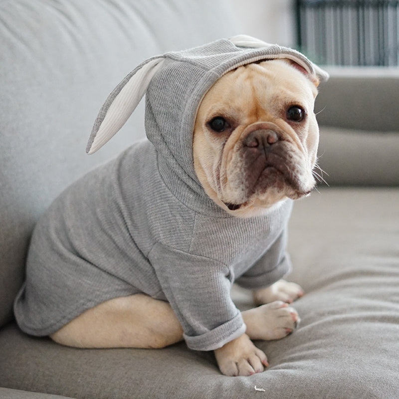 MATERA PET cozy knit sweater for dogs, worn during a cool spring or autumn walk