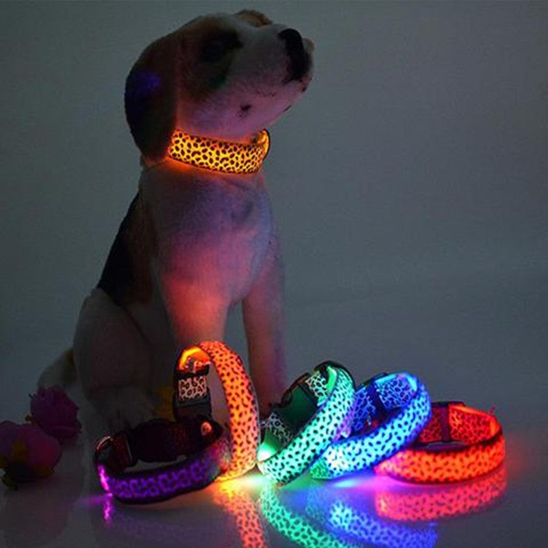LED leopard print dog collar glowing at night