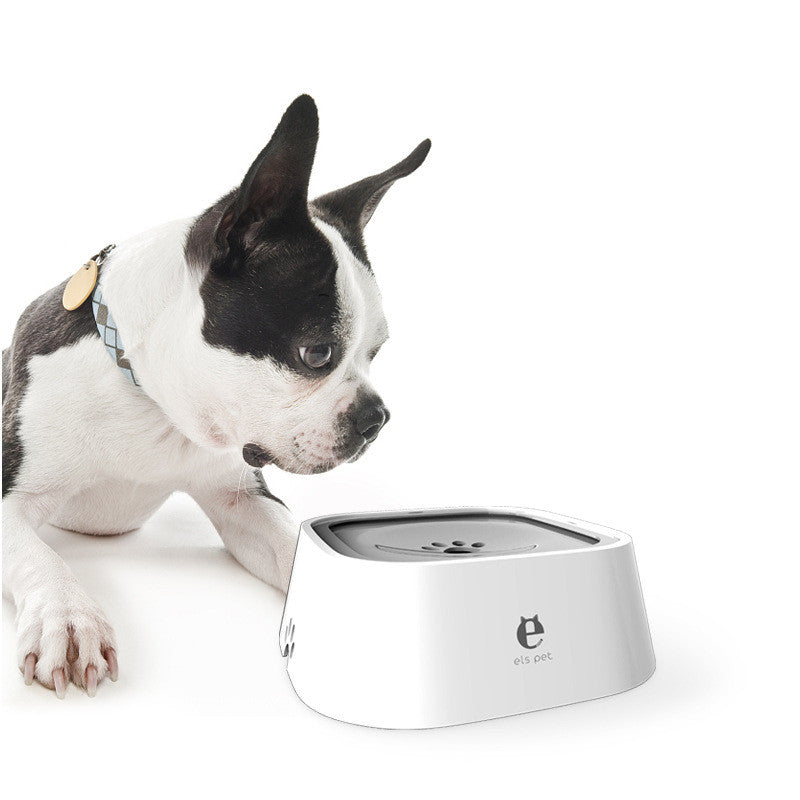 Boston terrier drinking from the anti-splash floating water bowl