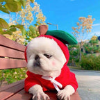 White Pekingese on a park bench in a MATERA PET red apple fleece dog hoodie