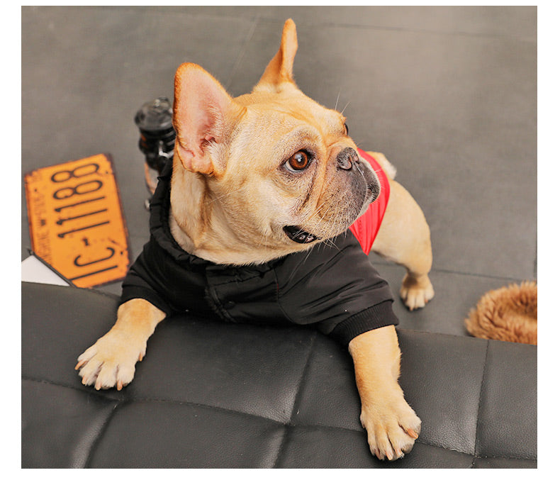 MATERA PET Padded Winter Coat for Small Dogs — photo 4 of 7