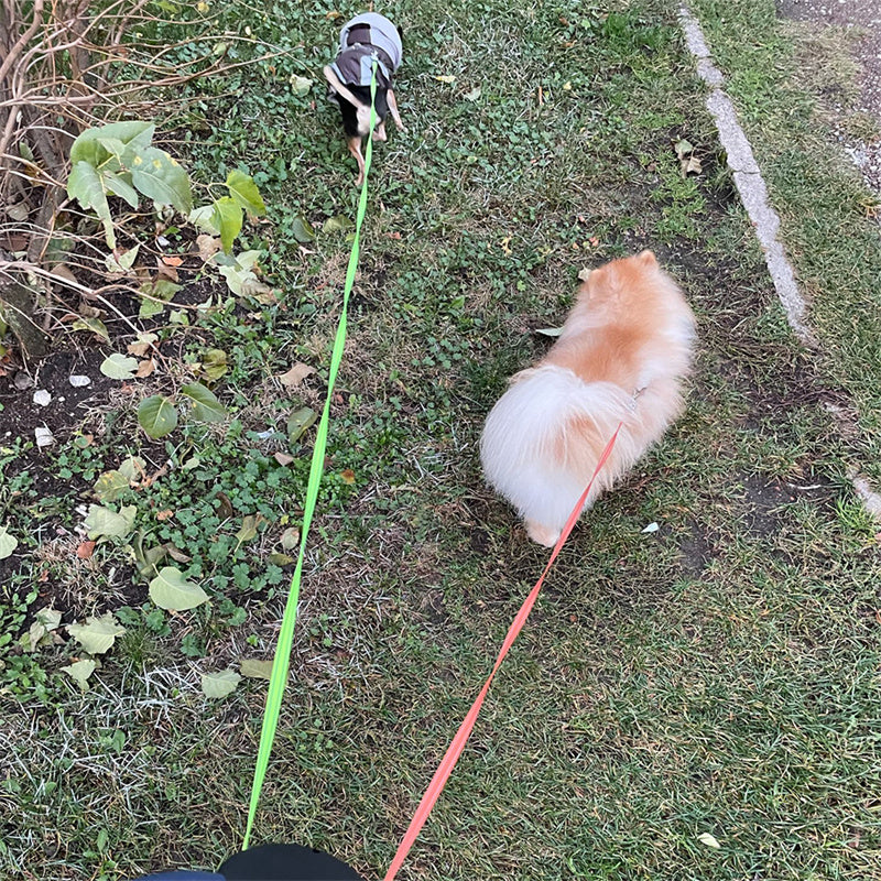 Two dogs walked on the dual leash outdoors, the green and orange lines untangled
