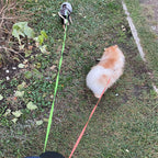 Dual Retractable Dog Leash