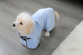Blue dog bathrobe seen from above showing the reflective back strip
