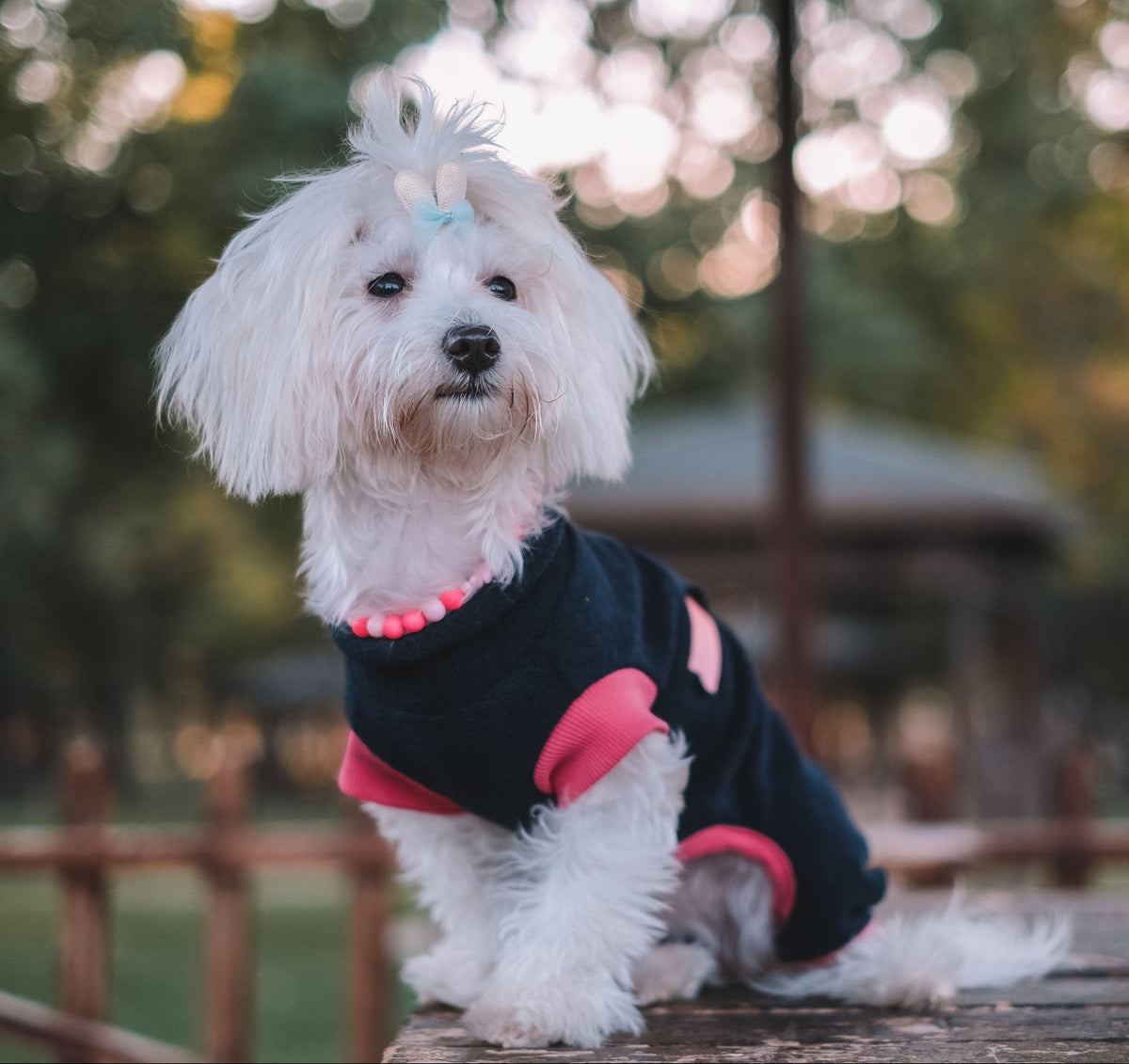 White Maltese dog wearing a black and pink hoodie at golden hour