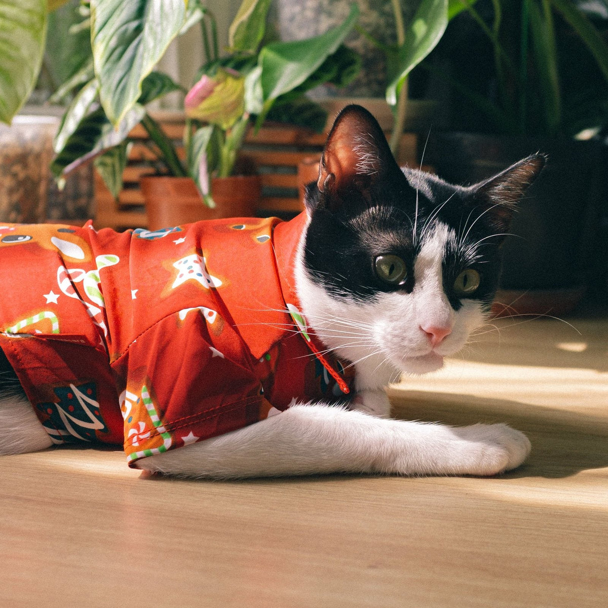 Black and white cat wearing a red patterned outfit indoors