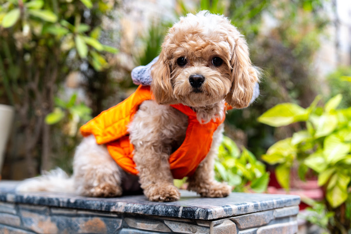 Poodle wearing an orange hooded coat surrounded by greenery