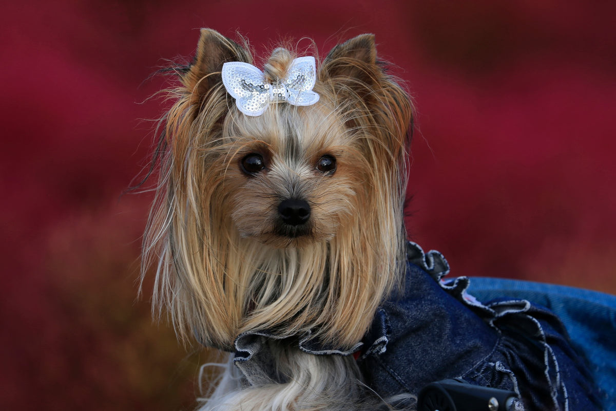 Yorkshire terrier wearing a denim jacket against a deep pink background