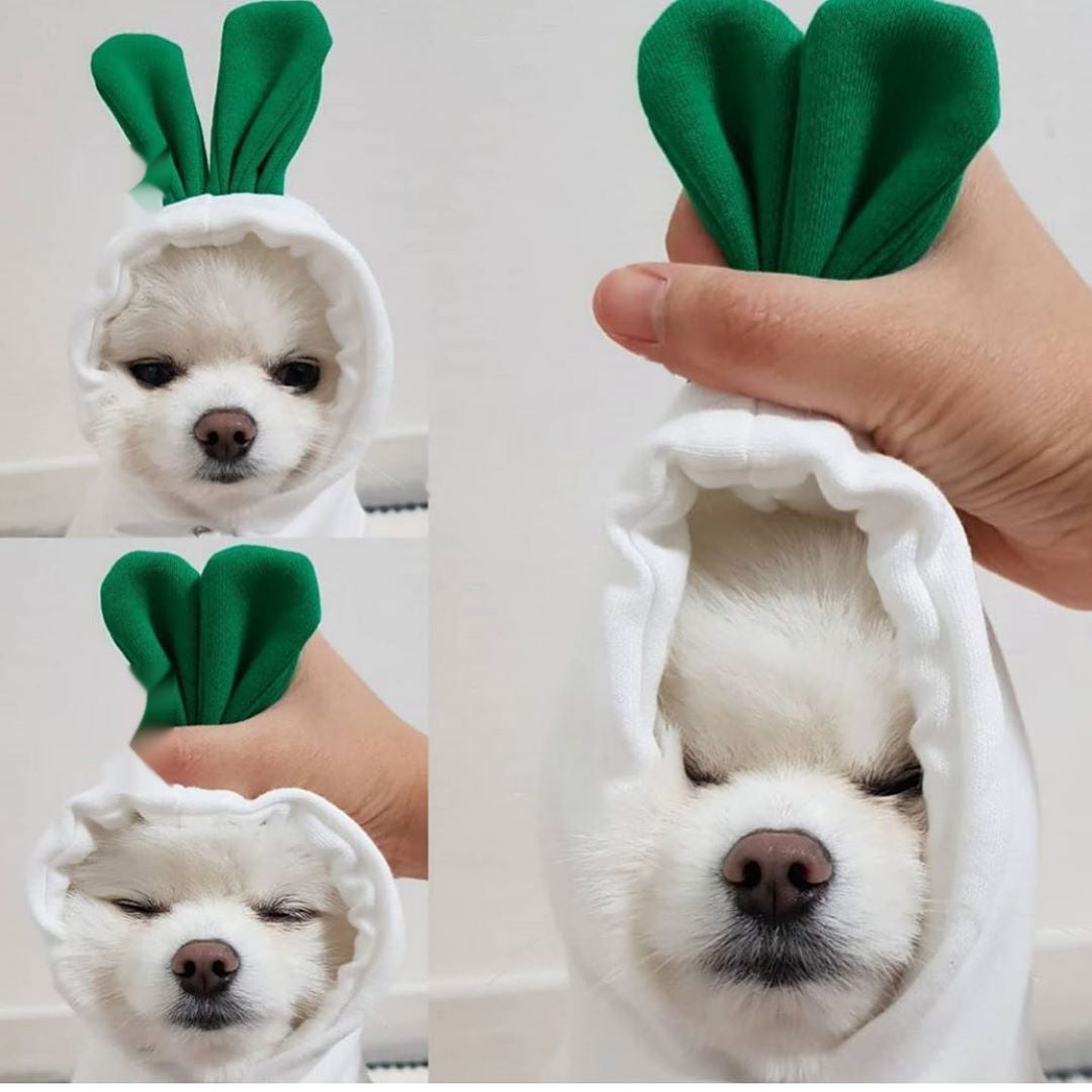Small white dog wearing the MATERA PET white and green radish fleece hoodie