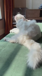 MATERA PET self-cleaning steel wire pet brush in action