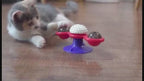 Spinning windmill cat scratcher toy in action
