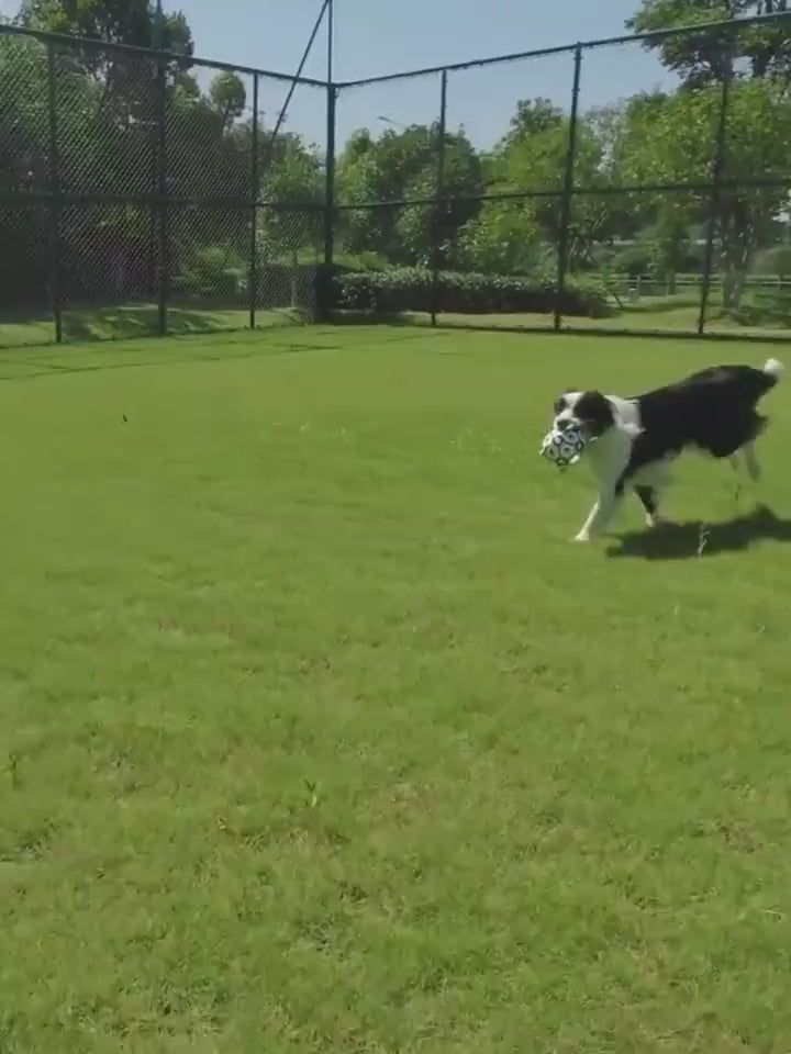 MATERA PET outdoor fetch ball for active dogs, product video