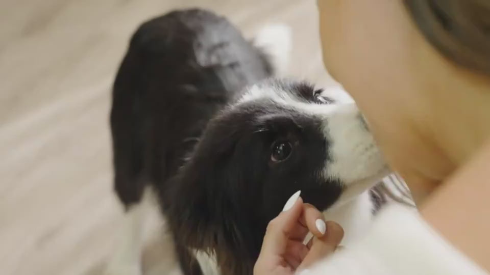 MATERA PET fluffy velvet dog bed mat shown in a short product video