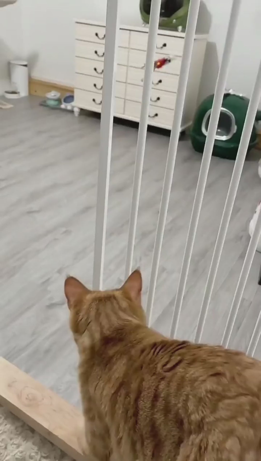 Hanging bird cat toy in action